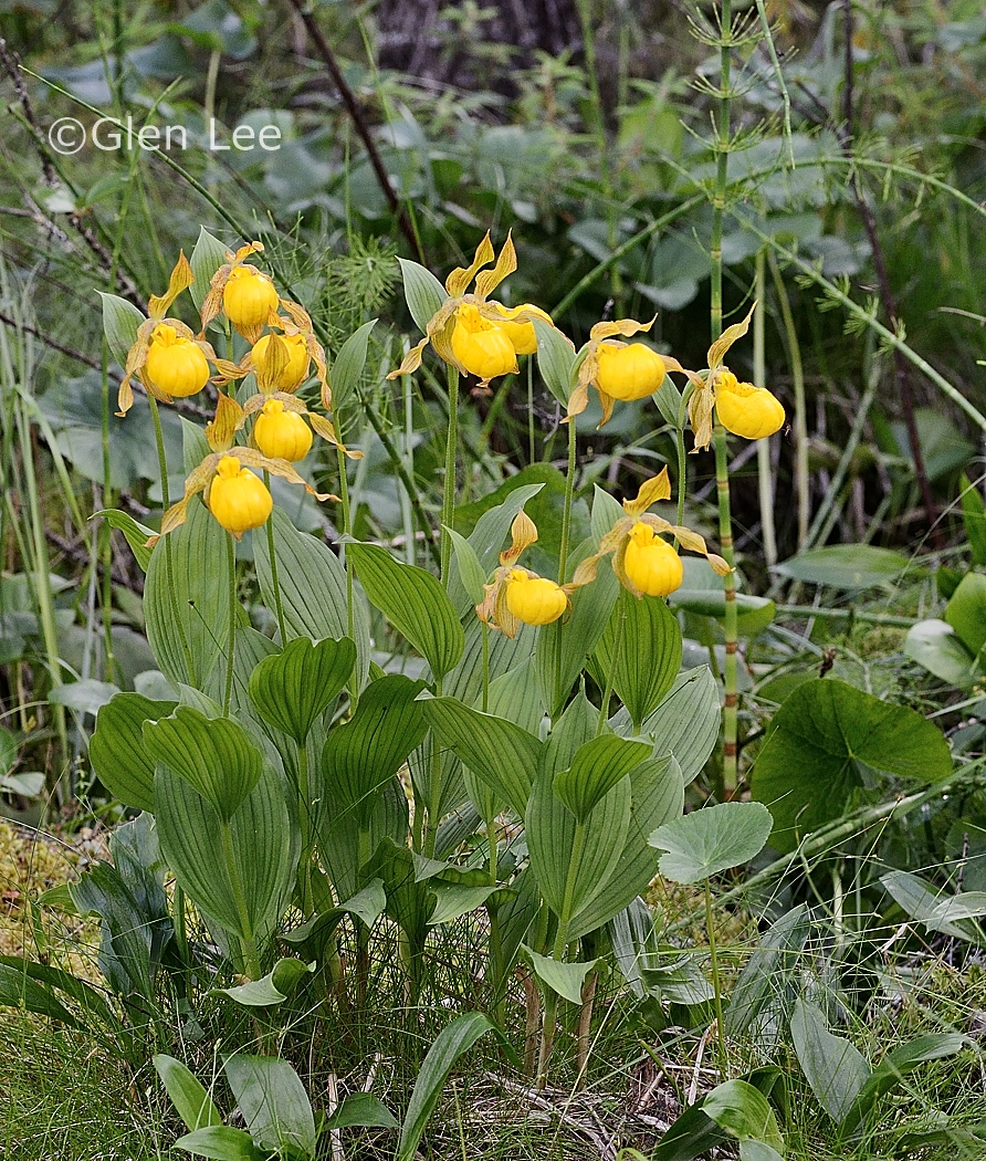 Cypripedium parviflorum discount